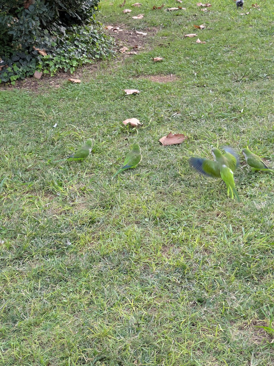 Monk Parakeet - ML643090526