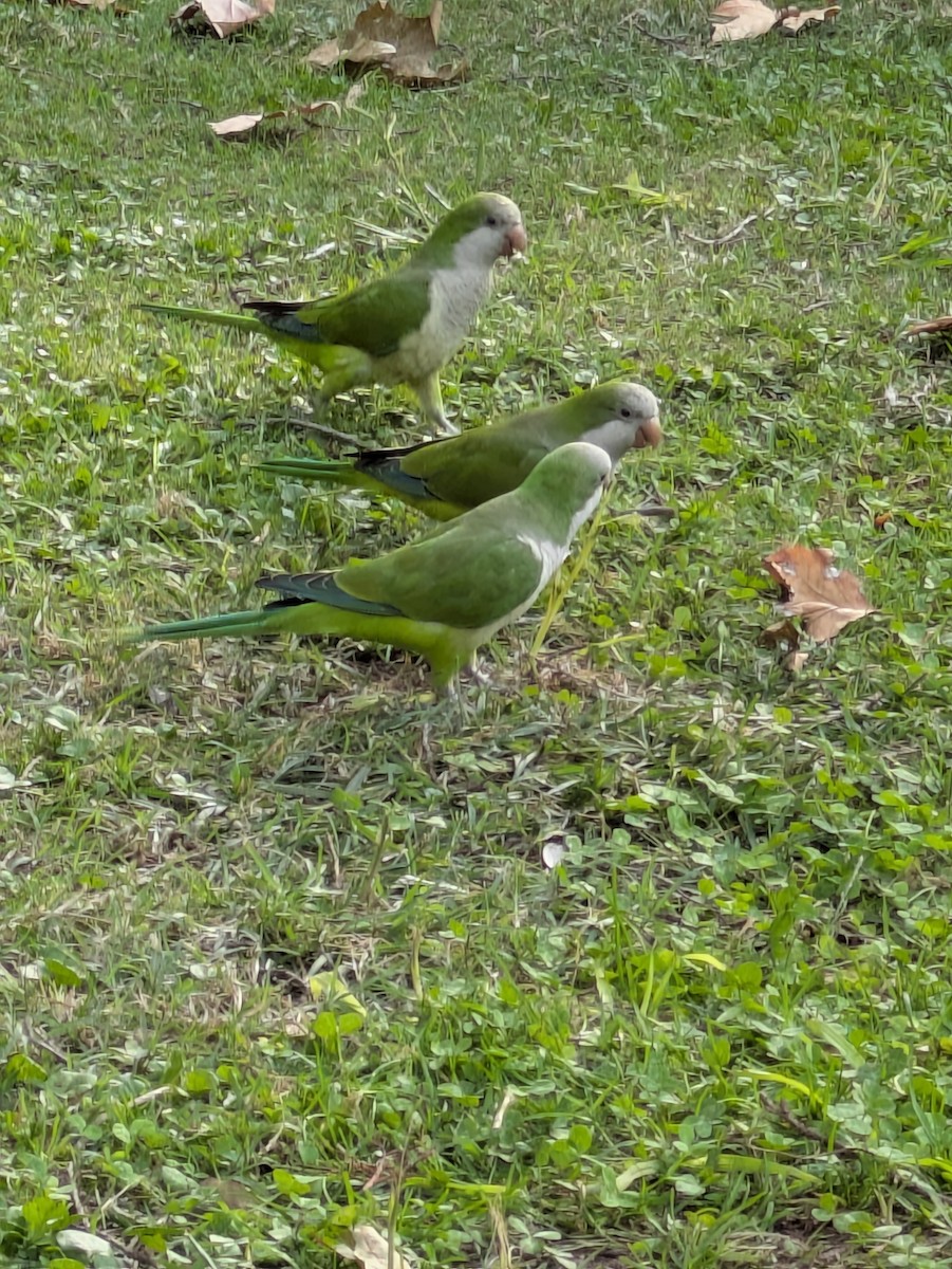 Monk Parakeet - ML643090527