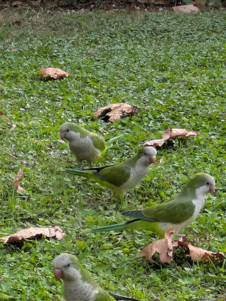 Monk Parakeet - ML643090534