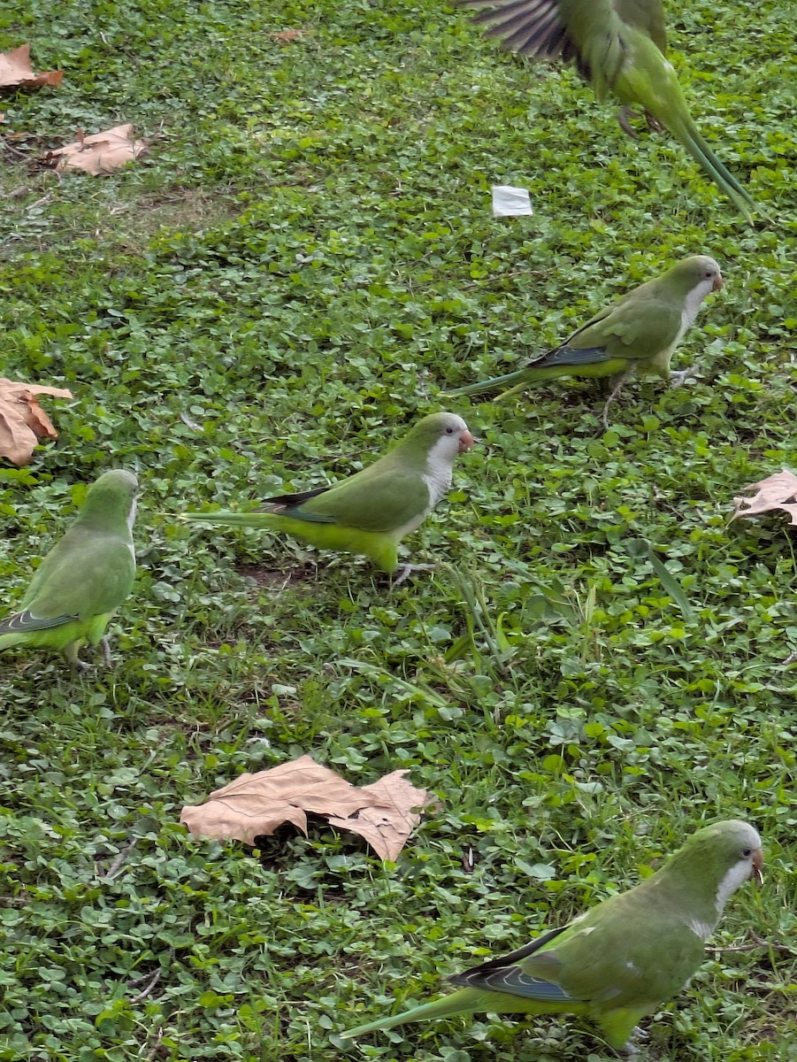 Monk Parakeet - ML643090537