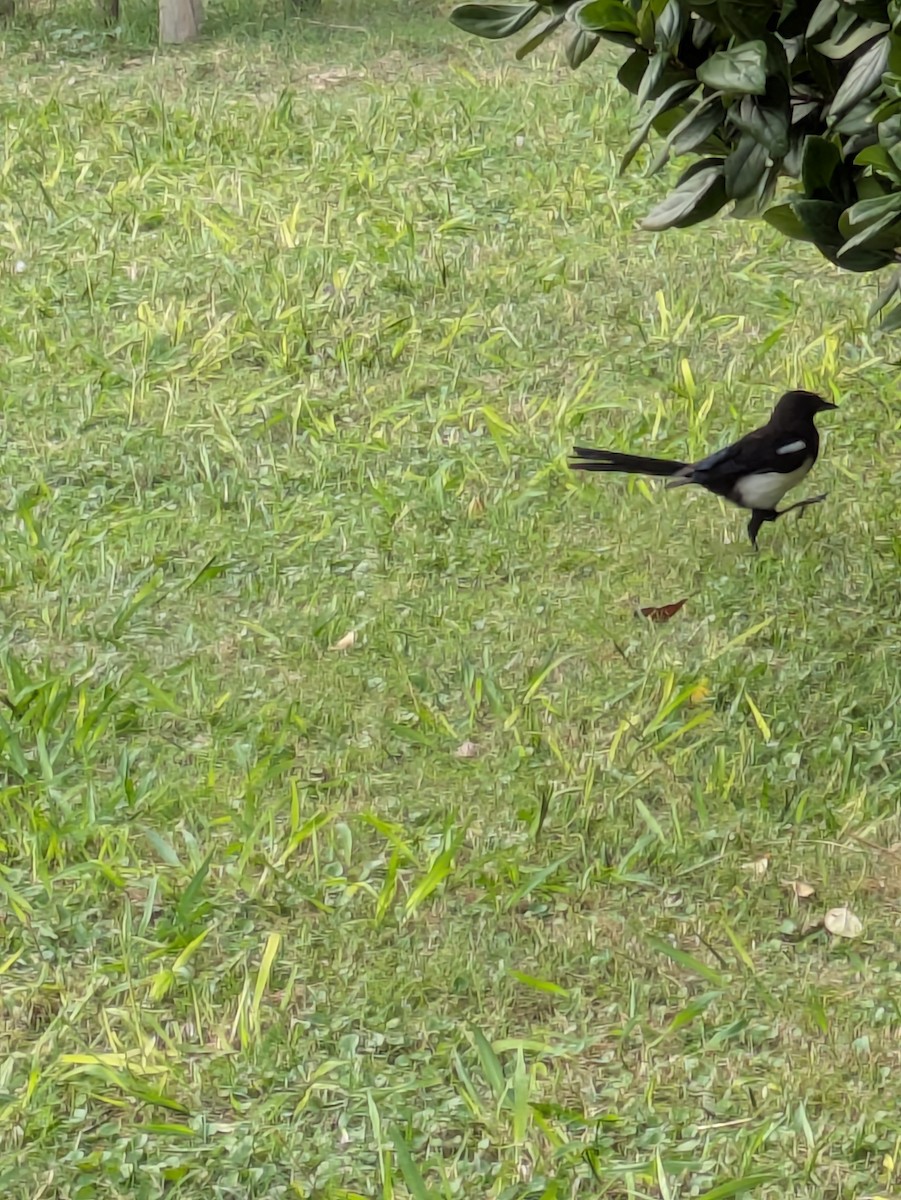 Eurasian Magpie - ML643090540