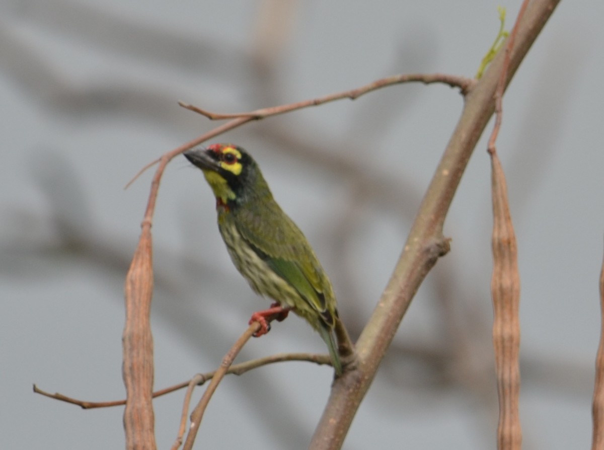 Coppersmith Barbet - ML643090543