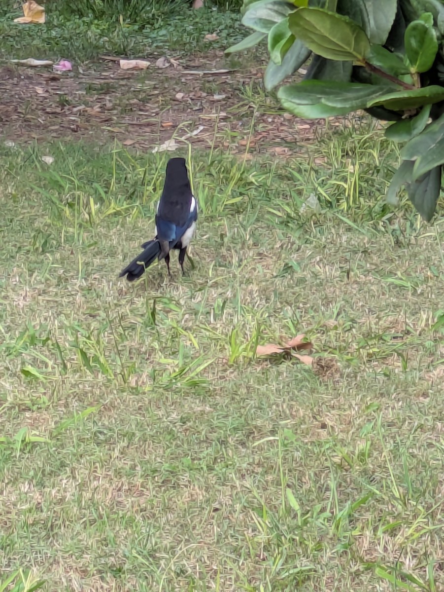 Eurasian Magpie - ML643090544