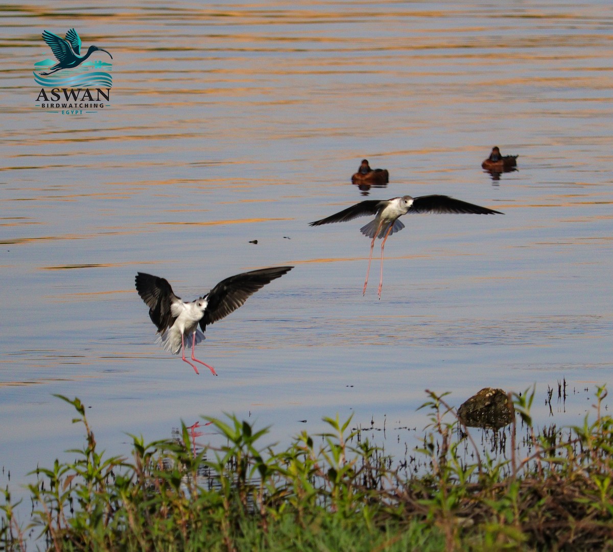 Black-winged Stilt - ML643090575