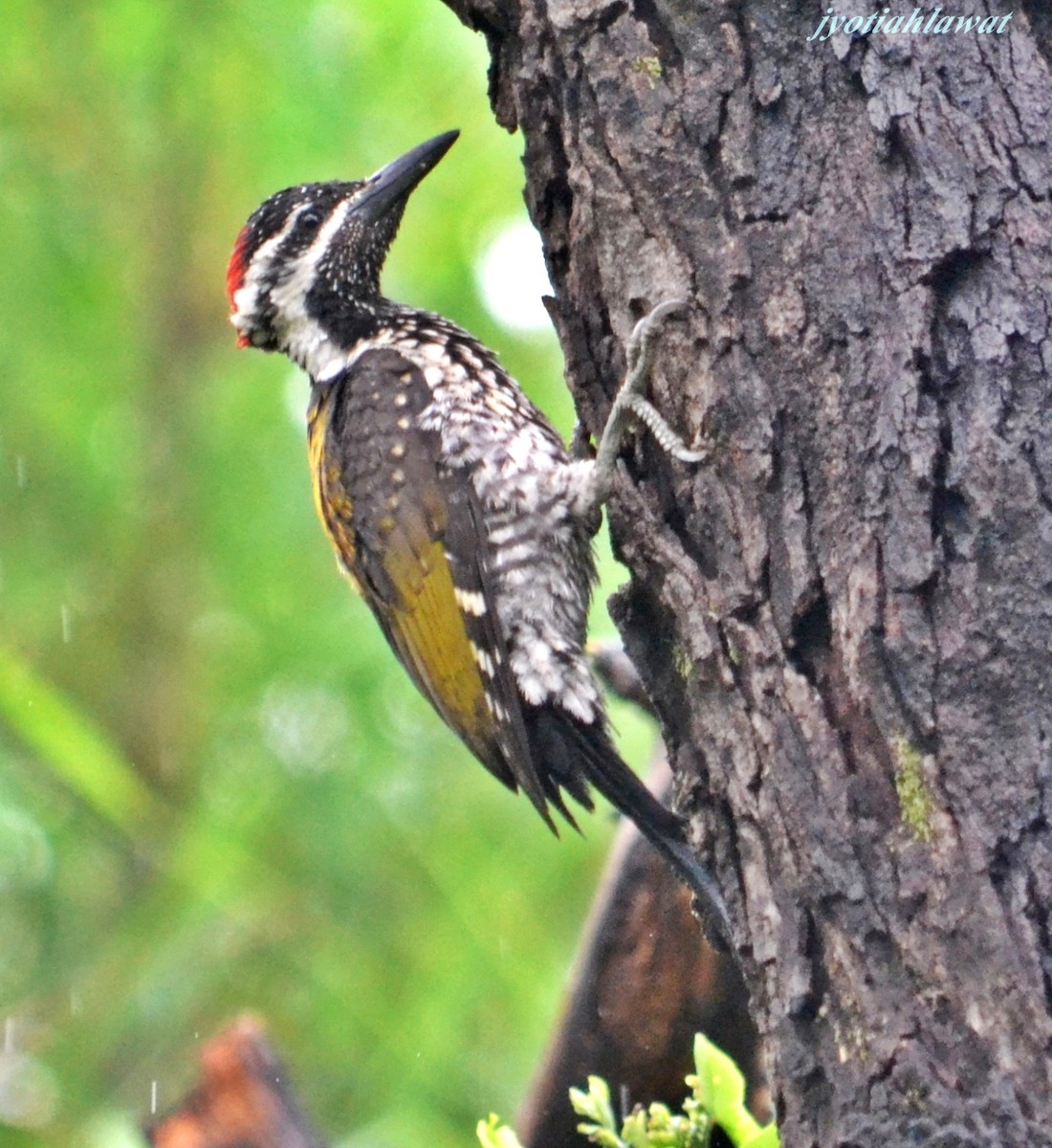 bengalspett - ML643090585