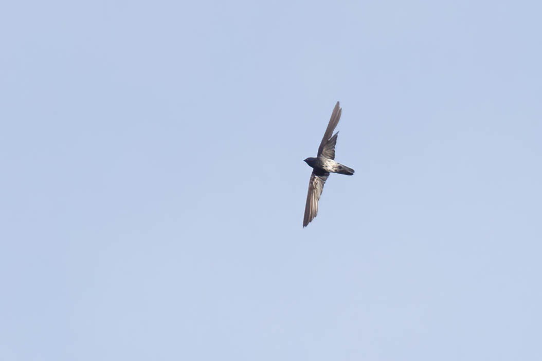 Plume-toed Swiftlet - ML643090586
