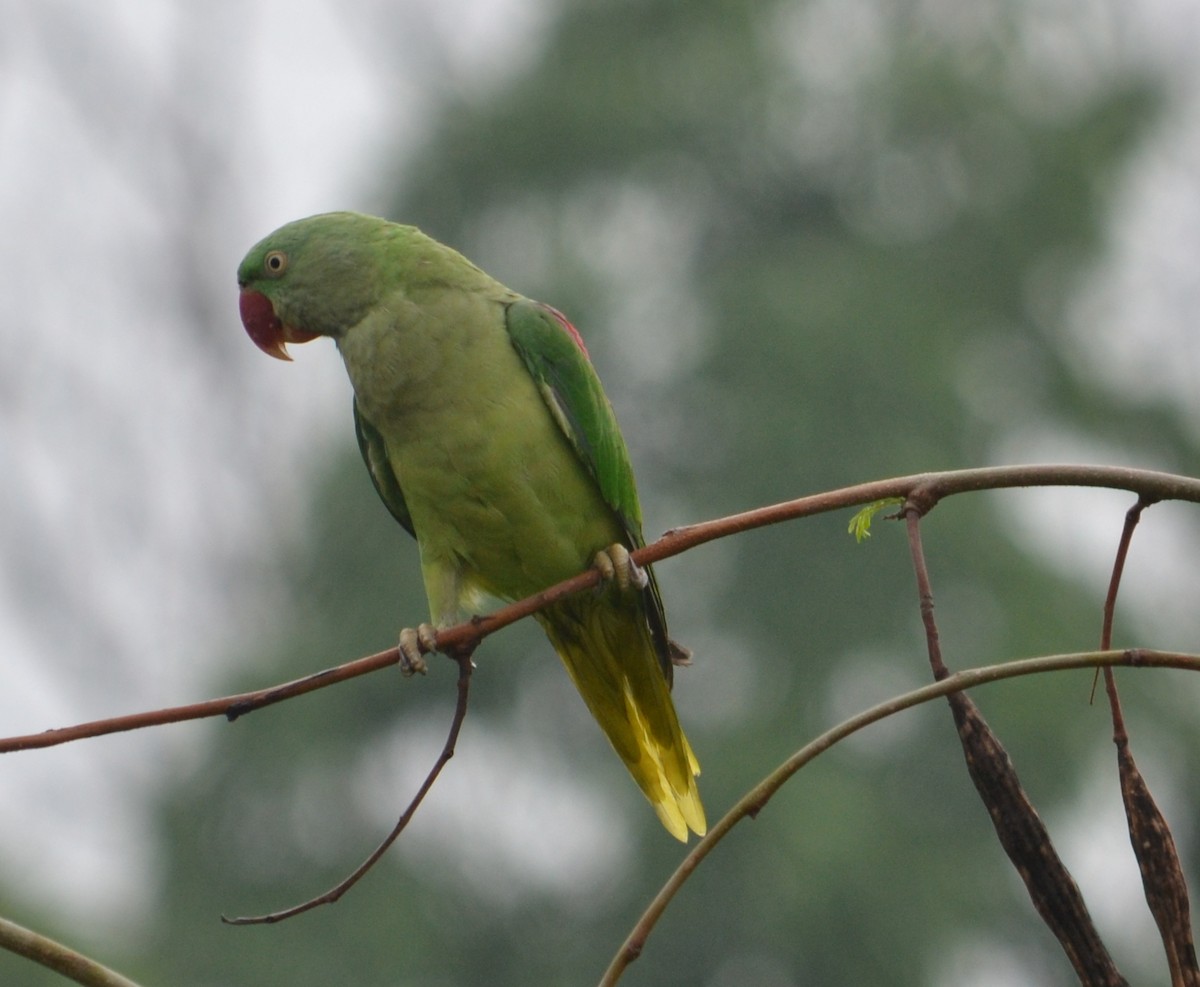 Alexandrine Parakeet - ML643090591