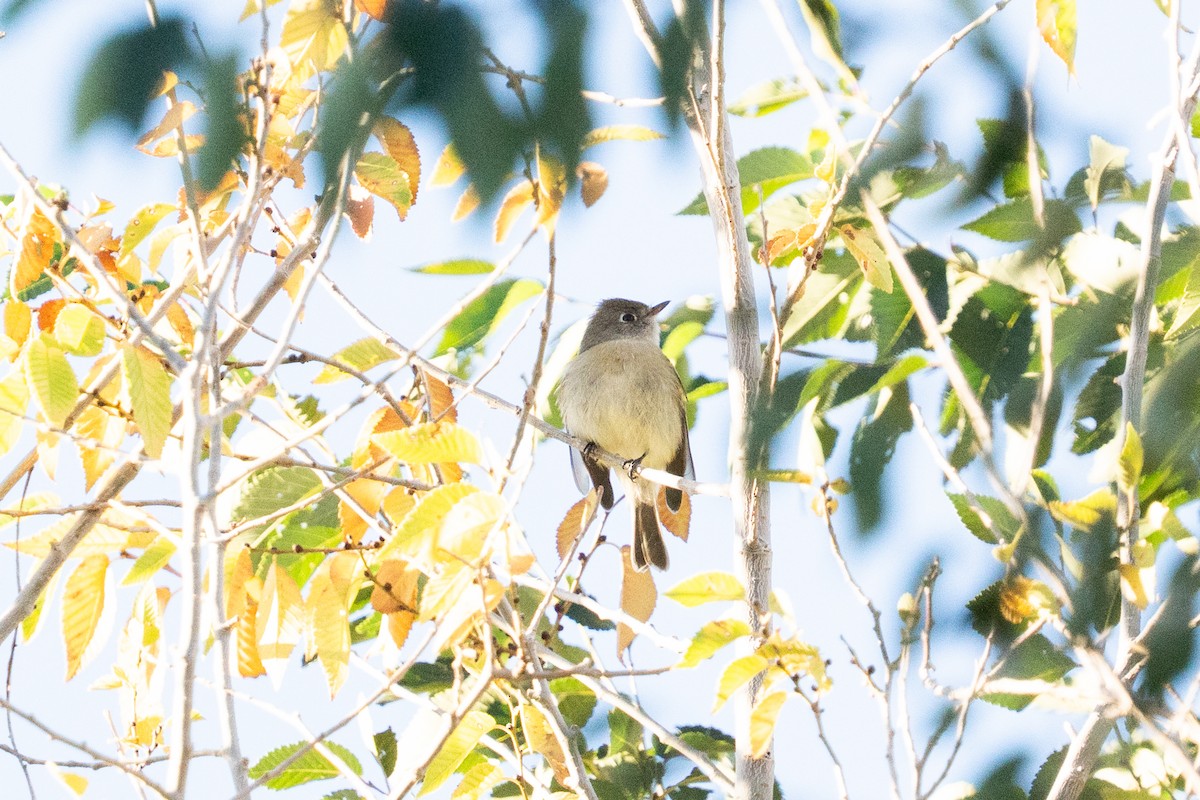 Hammond's Flycatcher - ML643090630