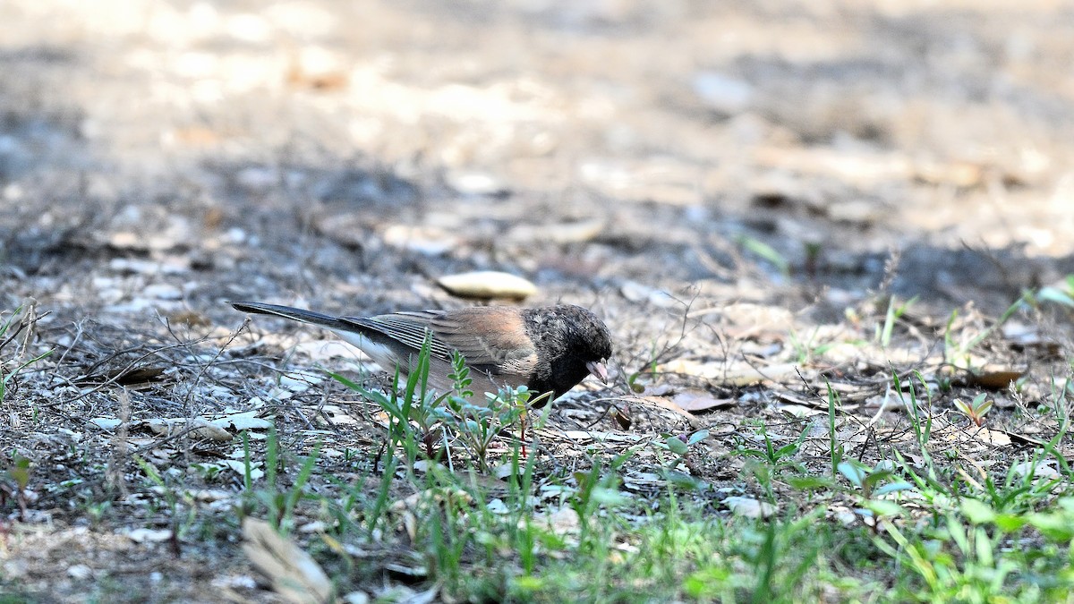 Dark-eyed Junco - ML643090649