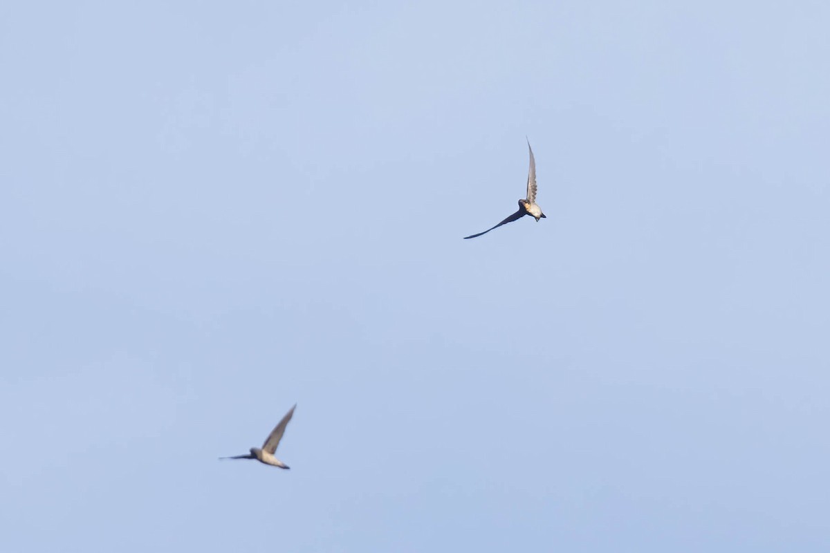 Plume-toed Swiftlet - ML643090650
