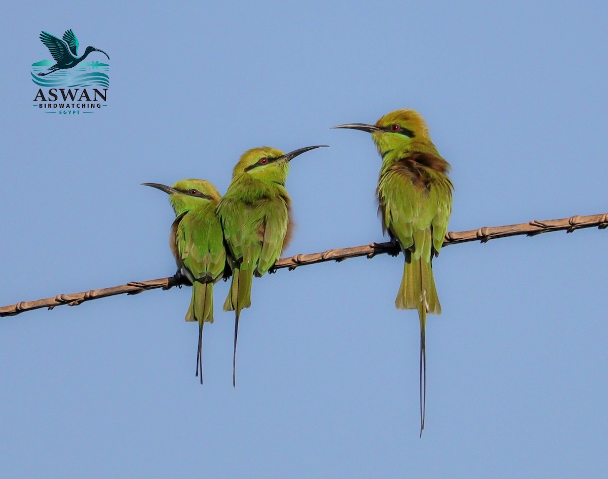African Green Bee-eater - ML643090652