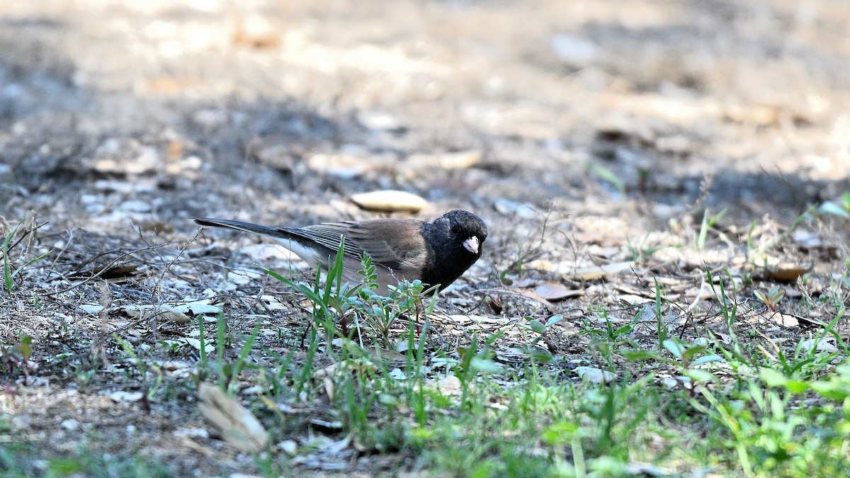 Dark-eyed Junco - ML643090653