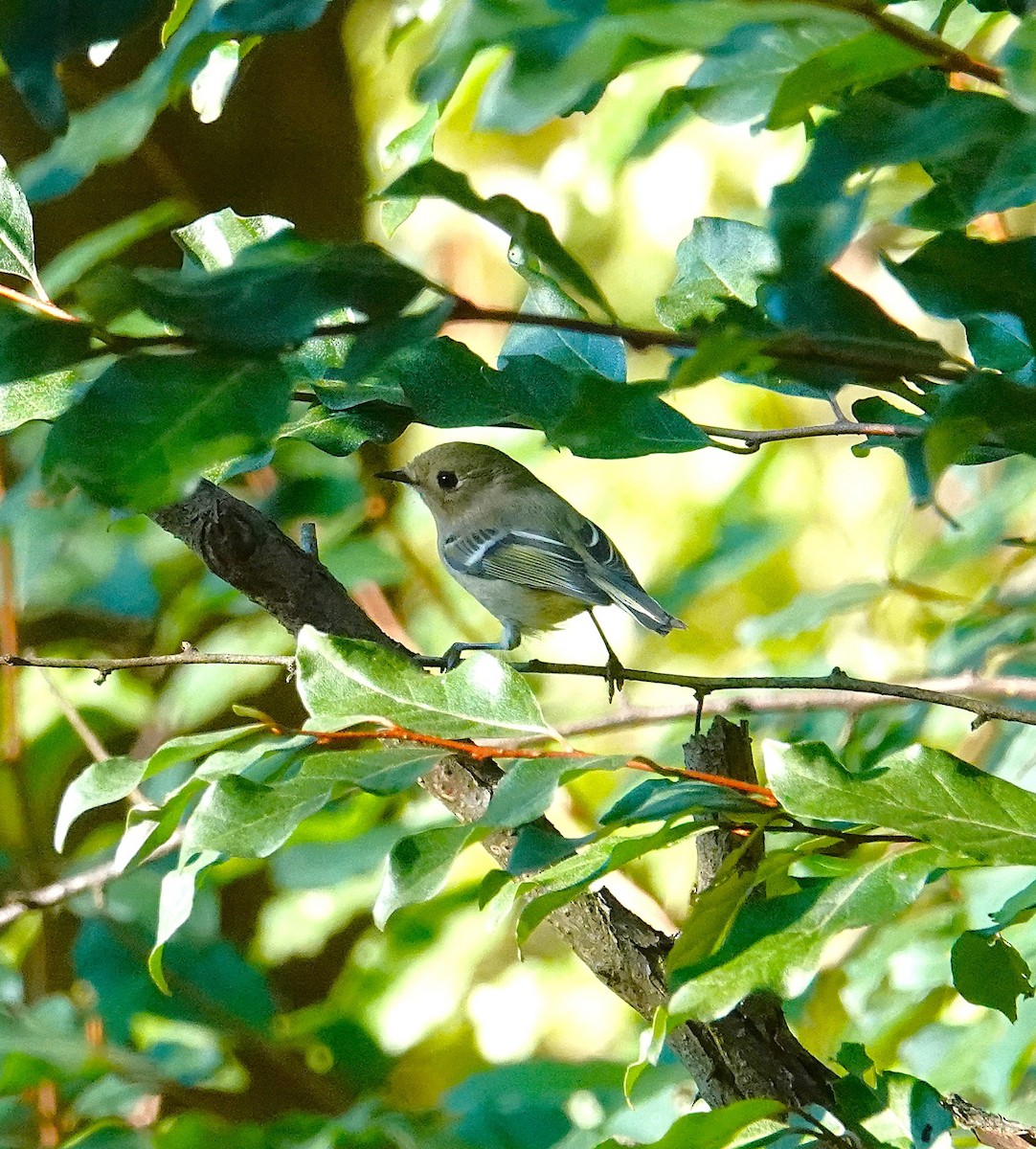 Ruby-crowned Kinglet - Brian Lineaweaver