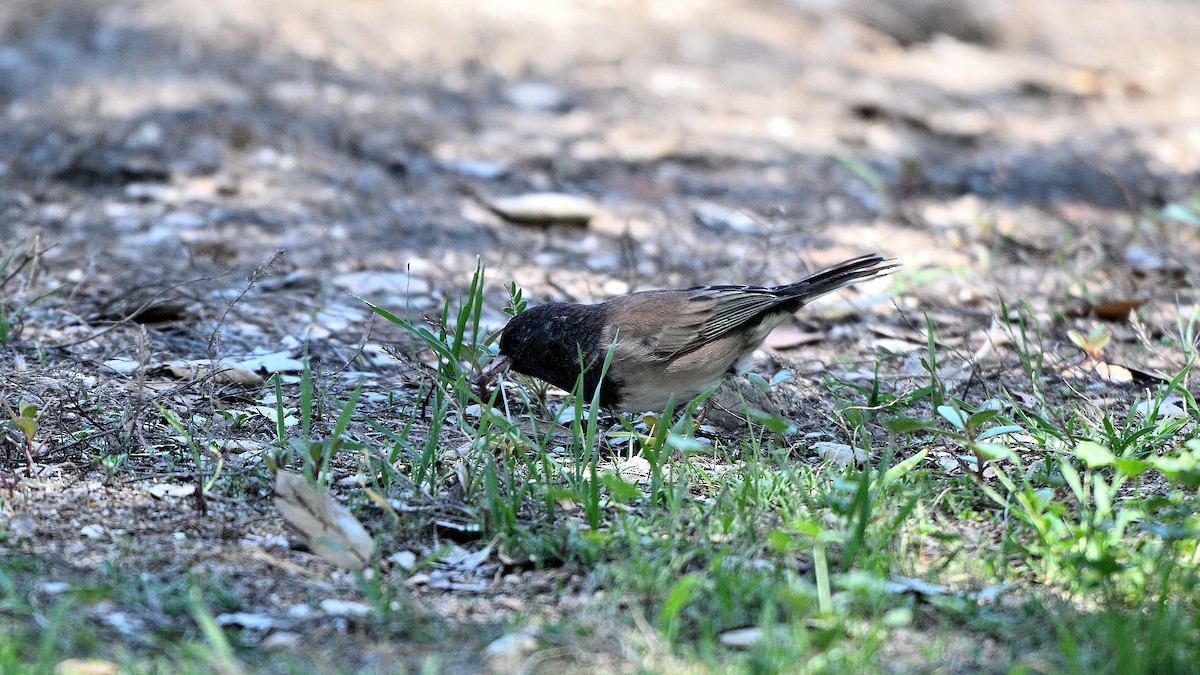 Dark-eyed Junco - ML643090680