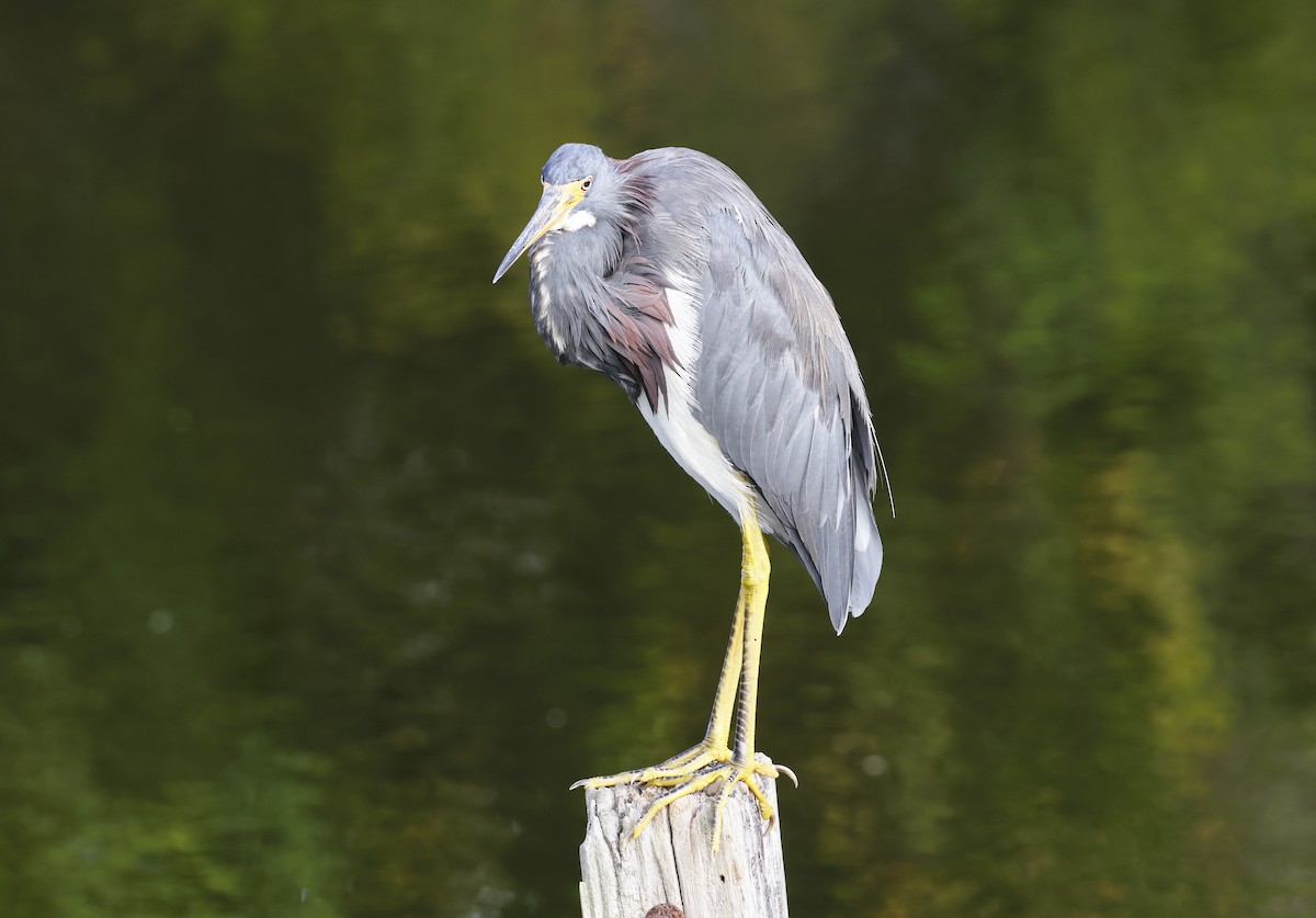 Tricolored Heron - ML643090716