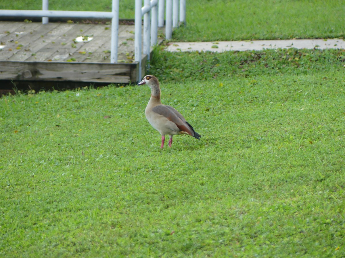 Egyptian Goose - ML643090740