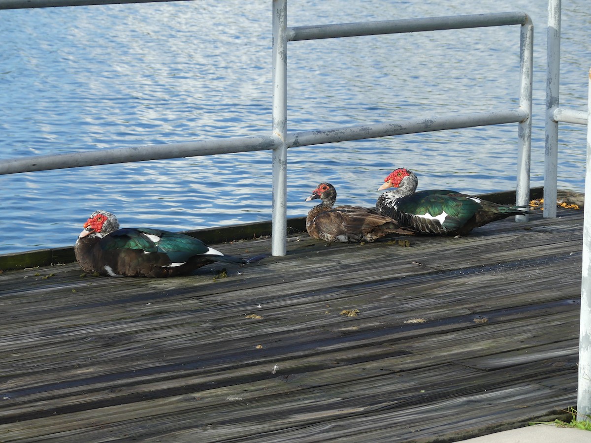 Muscovy Duck (Domestic type) - ML643090746