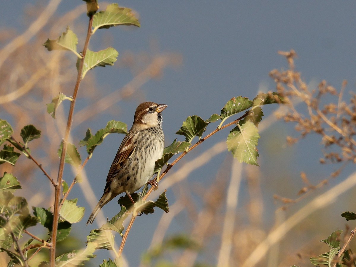 Spanish Sparrow - ML643090760
