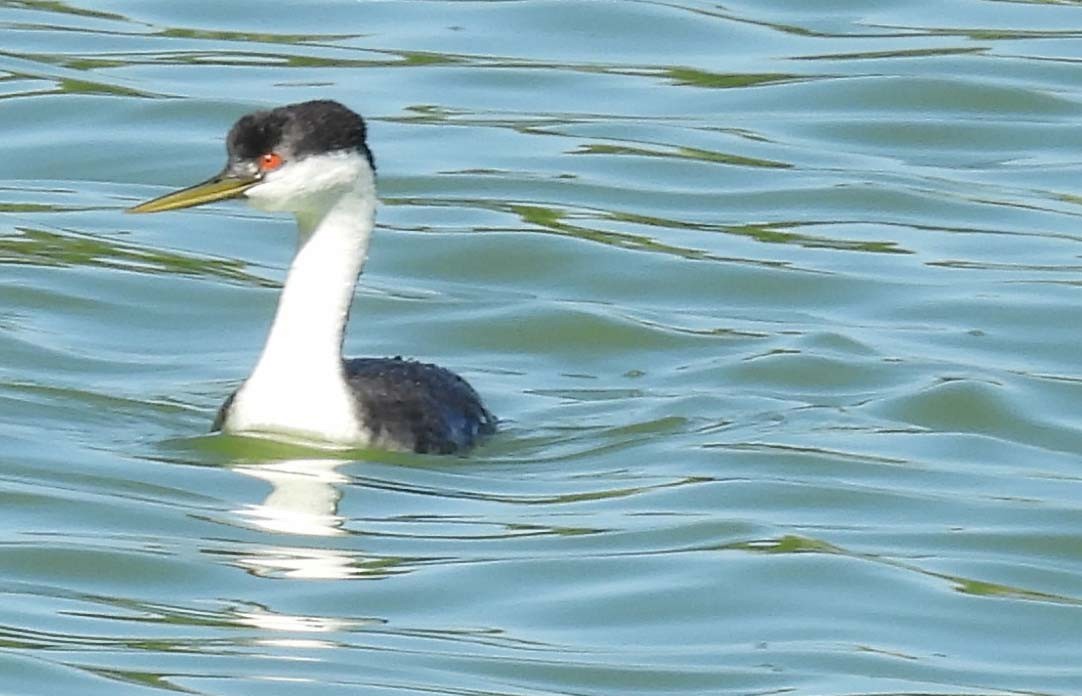Western Grebe - ML643090761