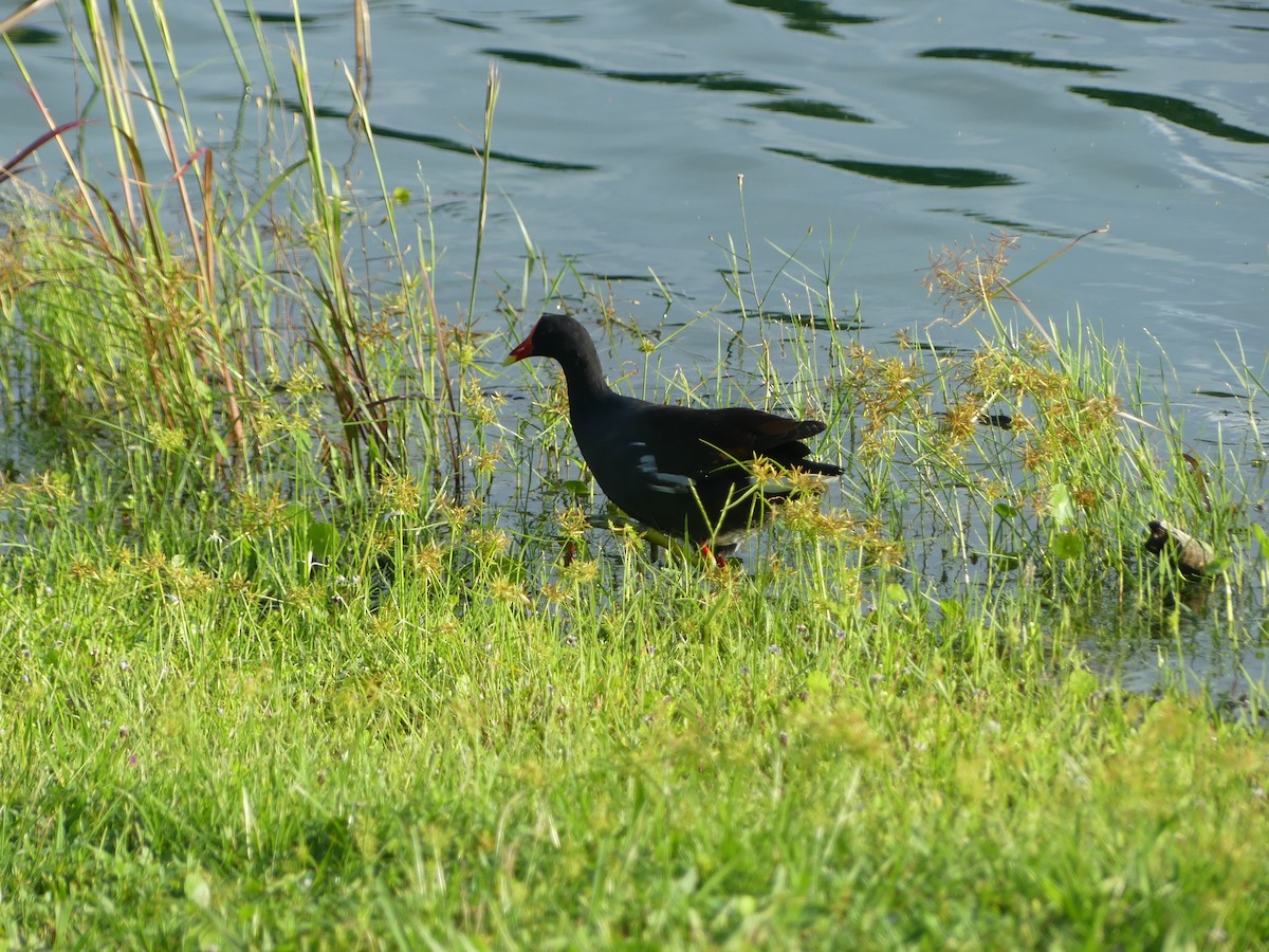 Common Gallinule - ML643090767