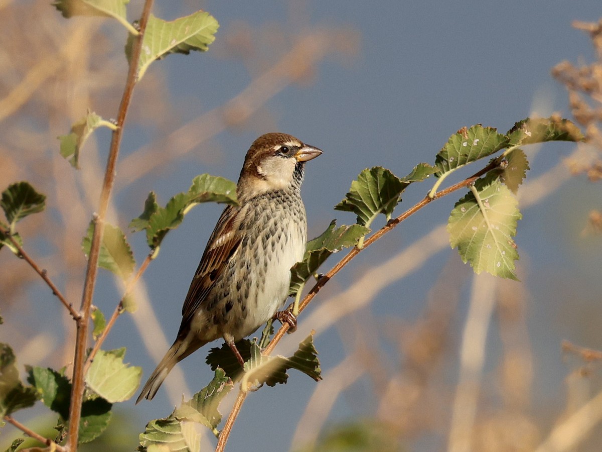 Spanish Sparrow - ML643090771