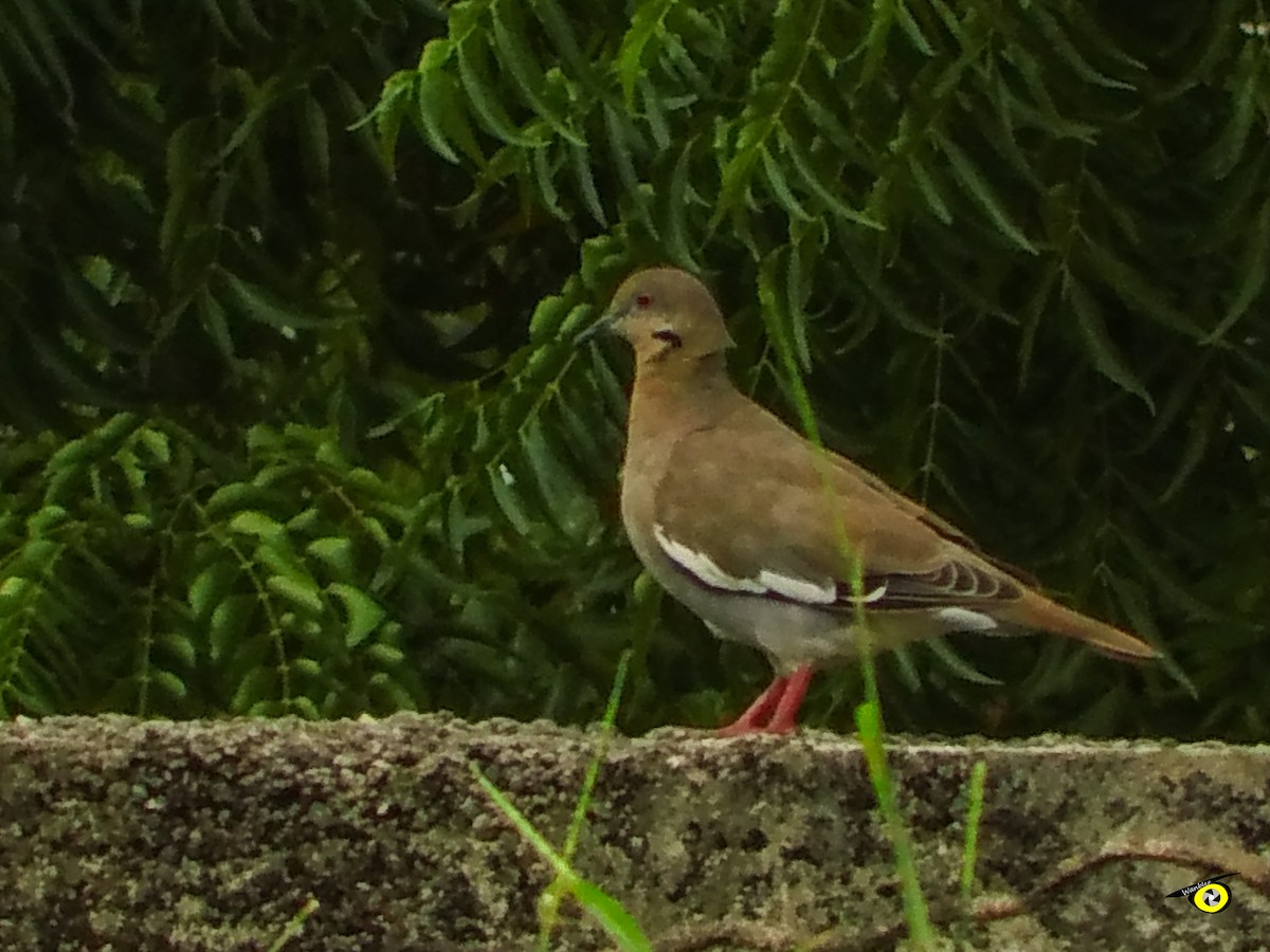 White-winged Dove - ML643090774
