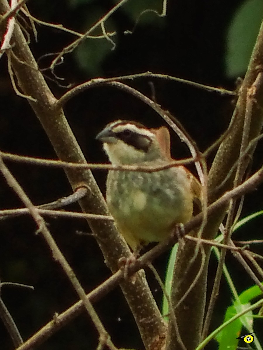 Stripe-headed Sparrow - ML643090805