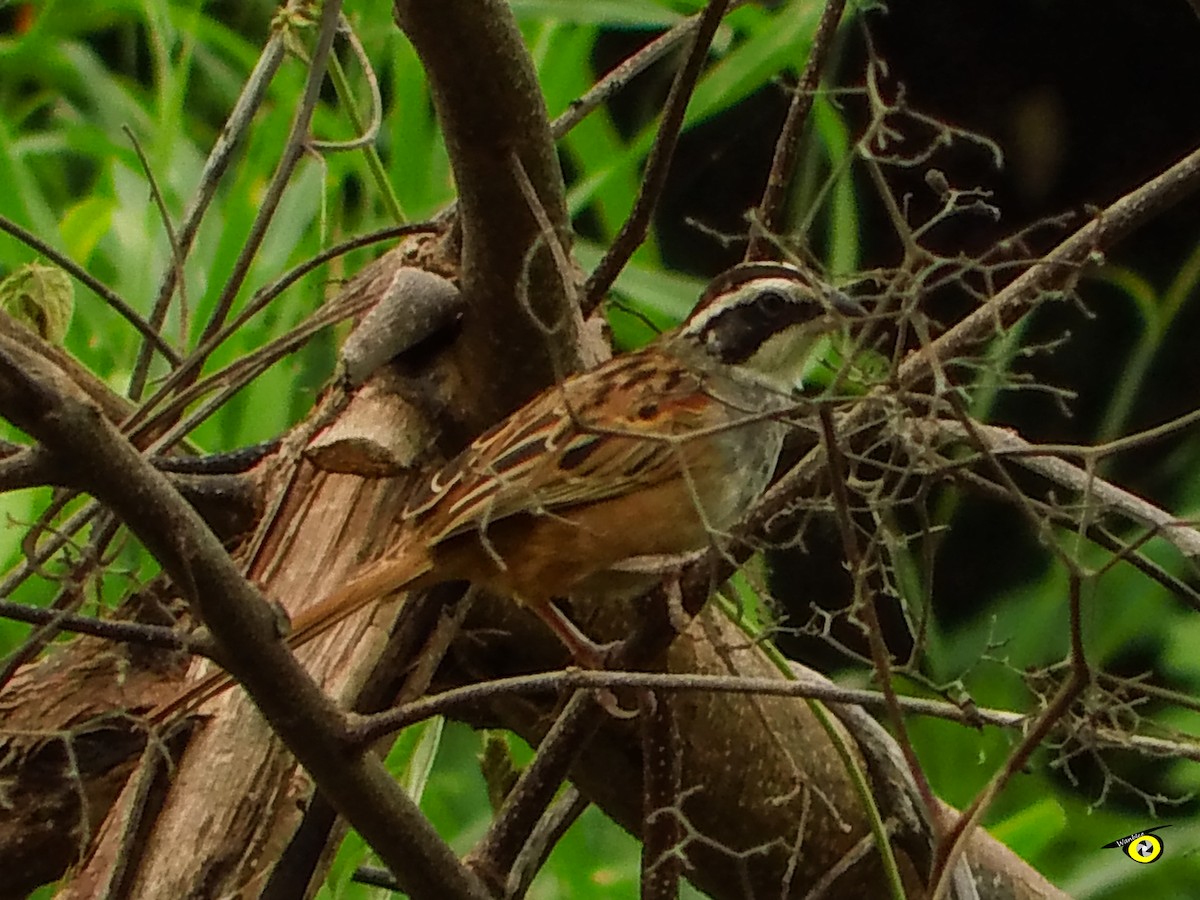 Stripe-headed Sparrow - ML643090806