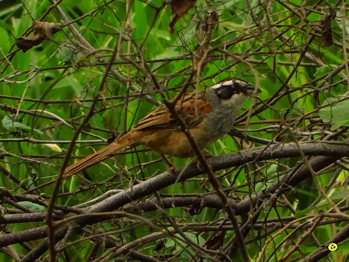 Stripe-headed Sparrow - ML643090807