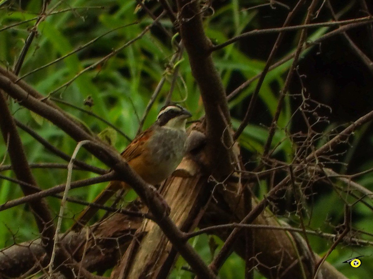 Stripe-headed Sparrow - ML643090808
