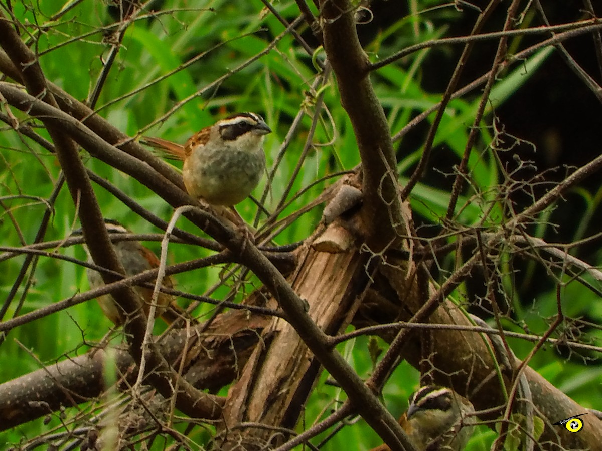Stripe-headed Sparrow - ML643090809