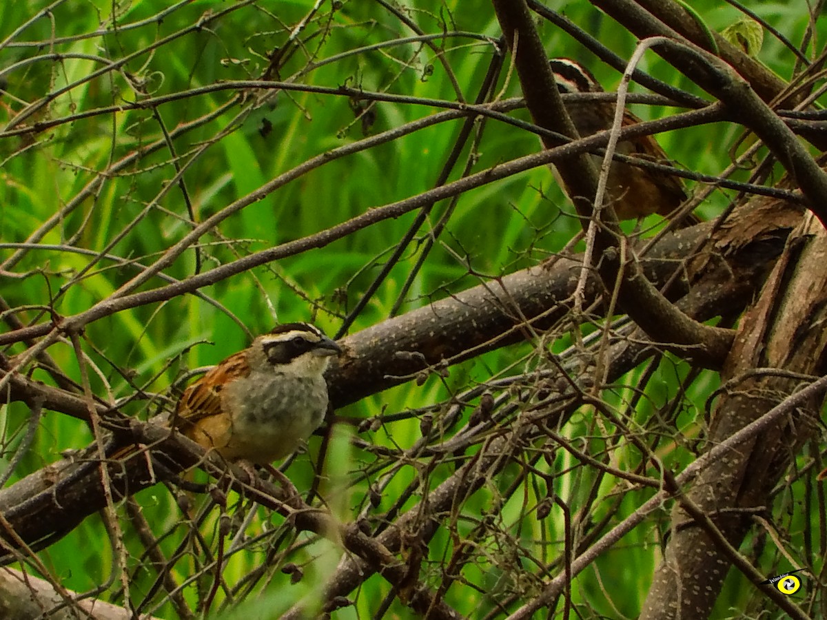 Stripe-headed Sparrow - ML643090810