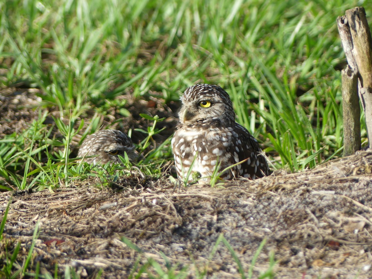 Burrowing Owl - ML643090813