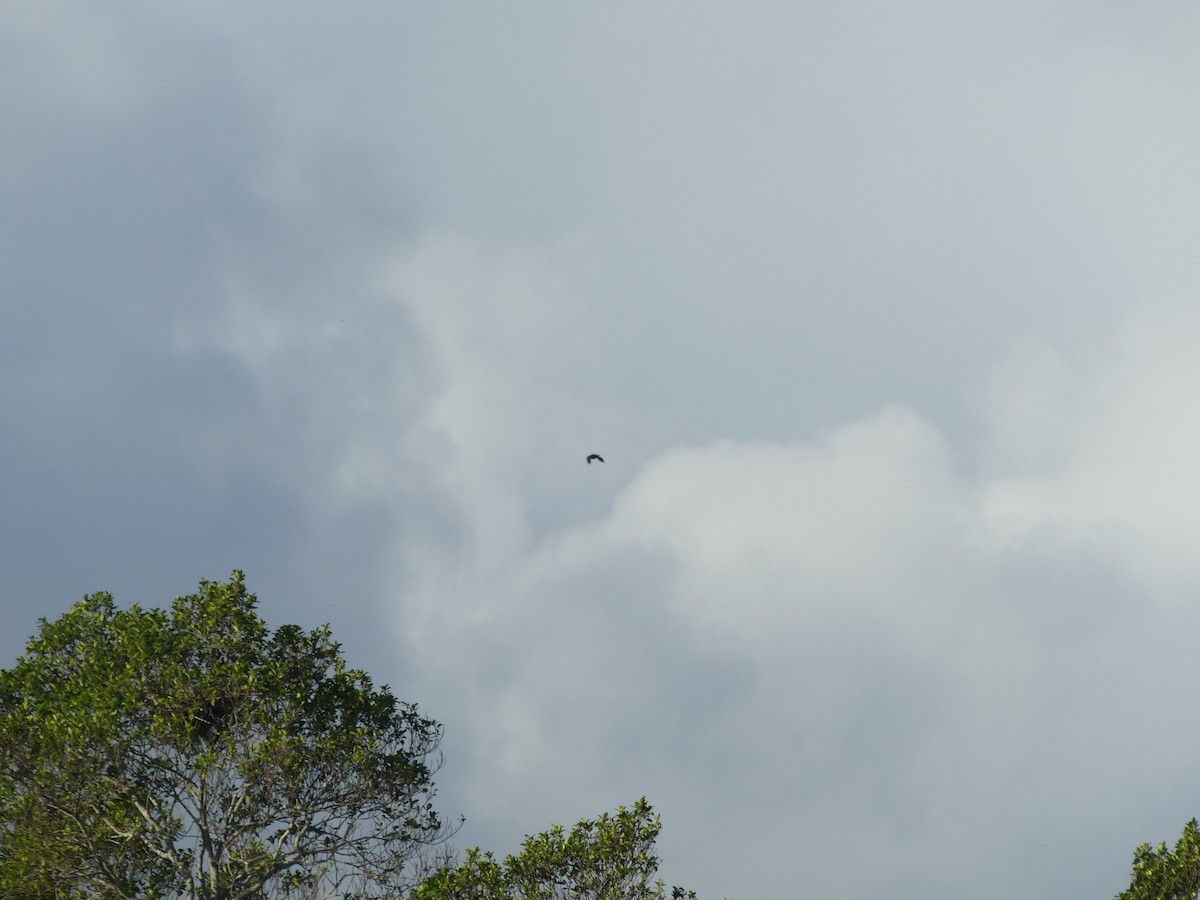 Fish Crow - ML643090830
