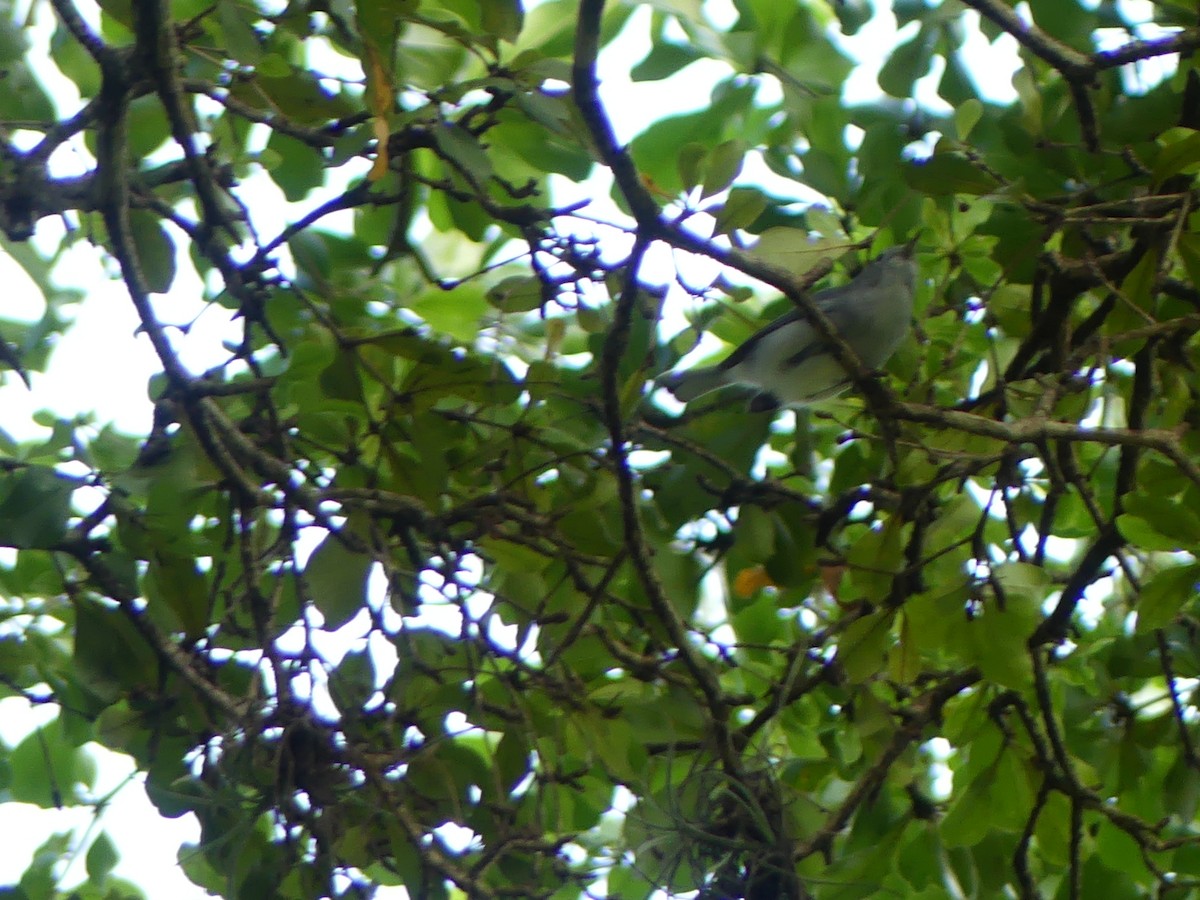 Blue-gray Gnatcatcher - ML643090831