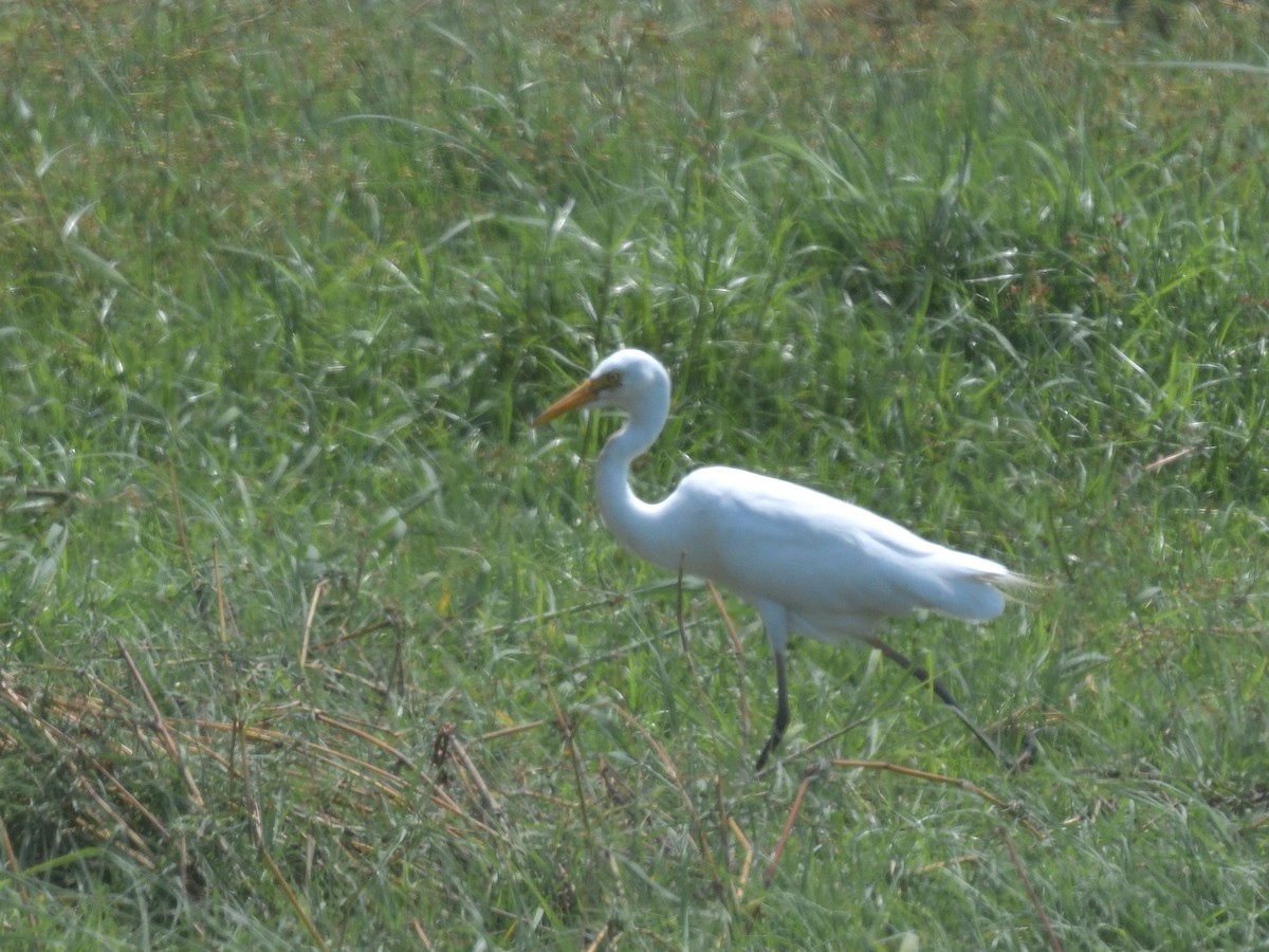 Yellow-billed Egret - ML643090833