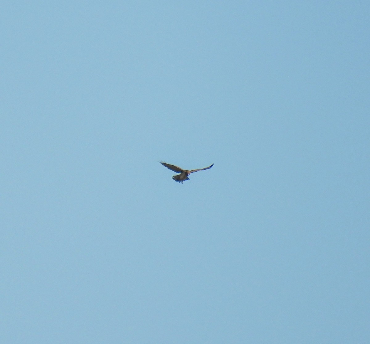 Short-toed Snake-Eagle - ML643090845