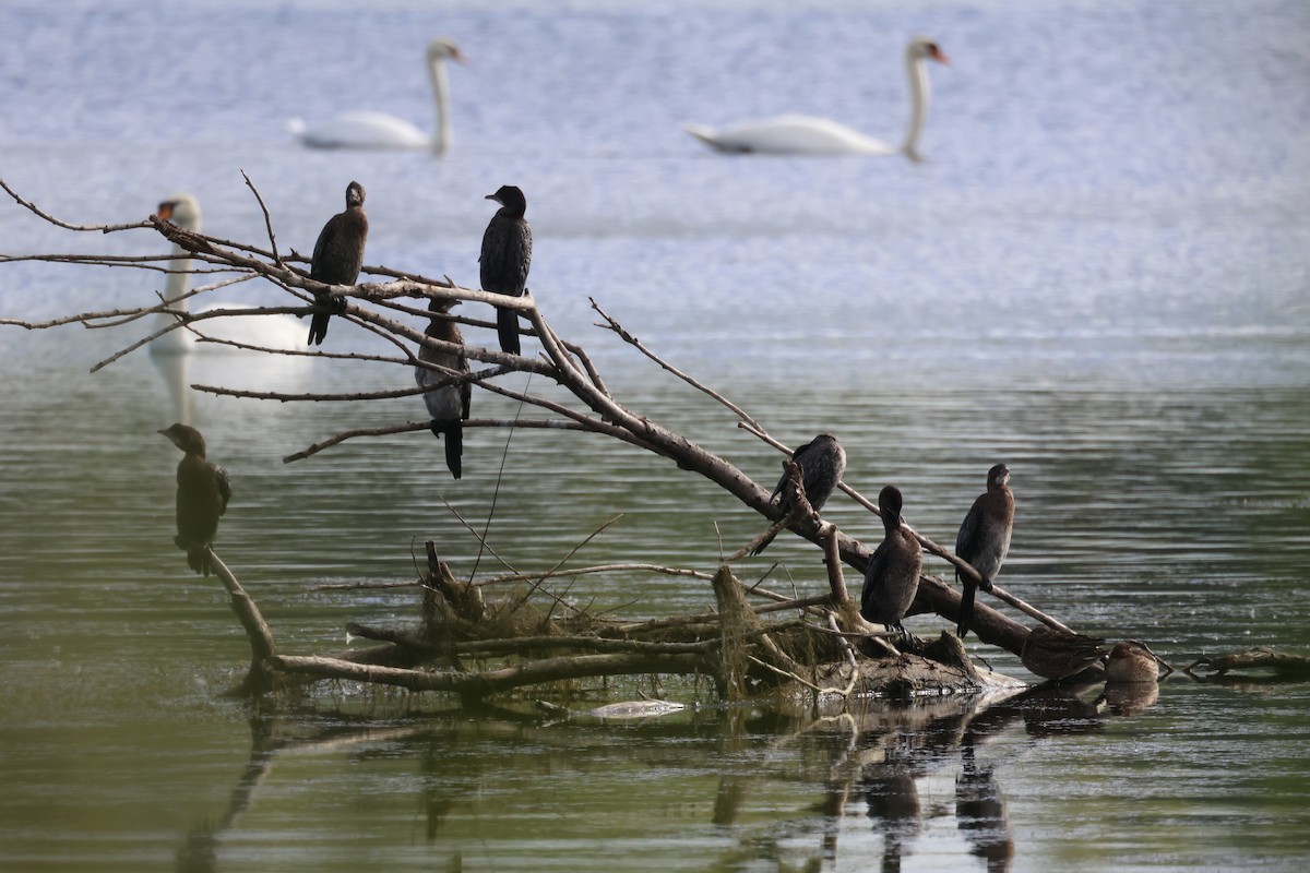 Pygmy Cormorant - ML643090846
