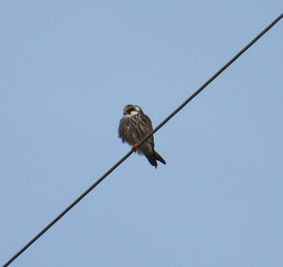 Red-footed Falcon - ML643090850