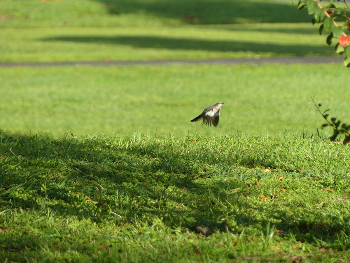 Northern Mockingbird - ML643090851