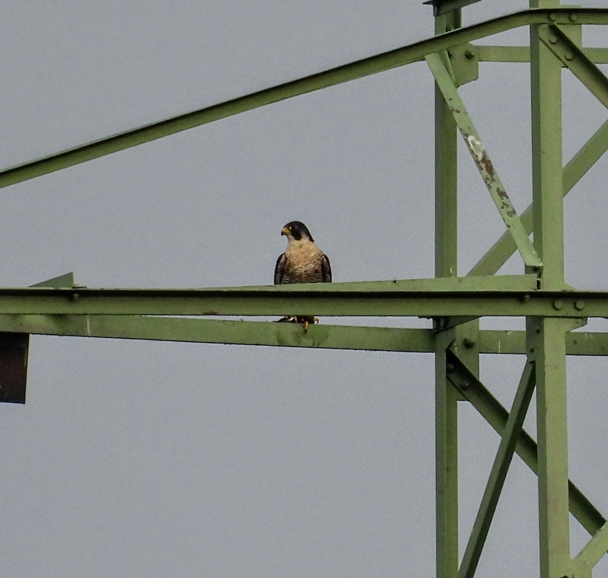 Peregrine Falcon - ML643090852
