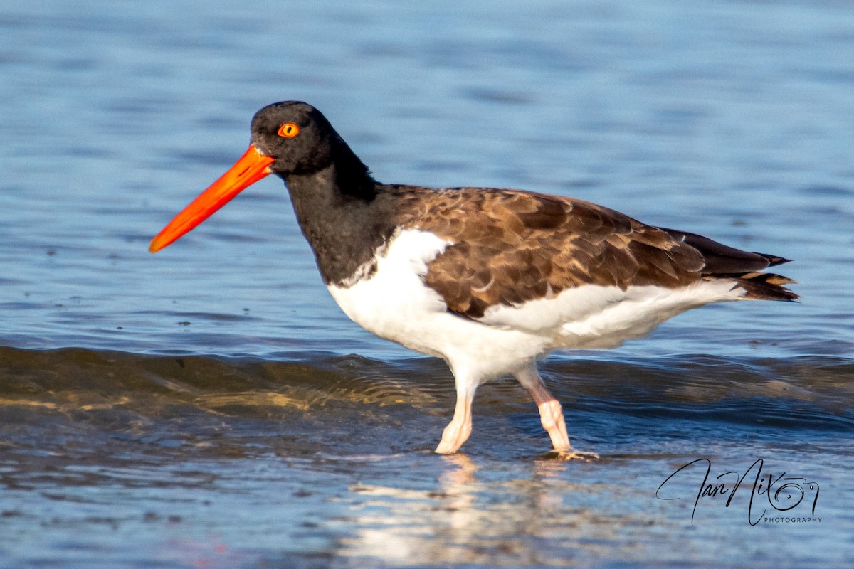 American Oystercatcher - ML643090864
