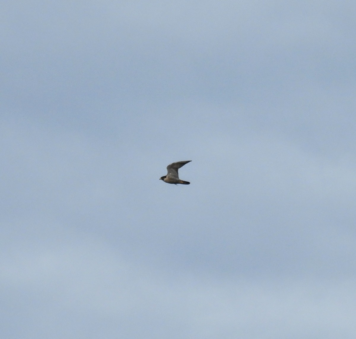 Peregrine Falcon - ML643090865