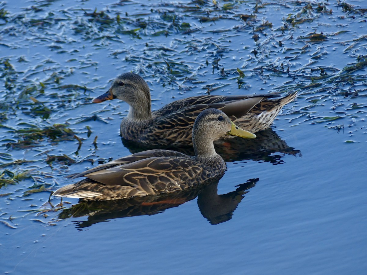 Hybride Canard colvert x C. du Mexique - ML643090868