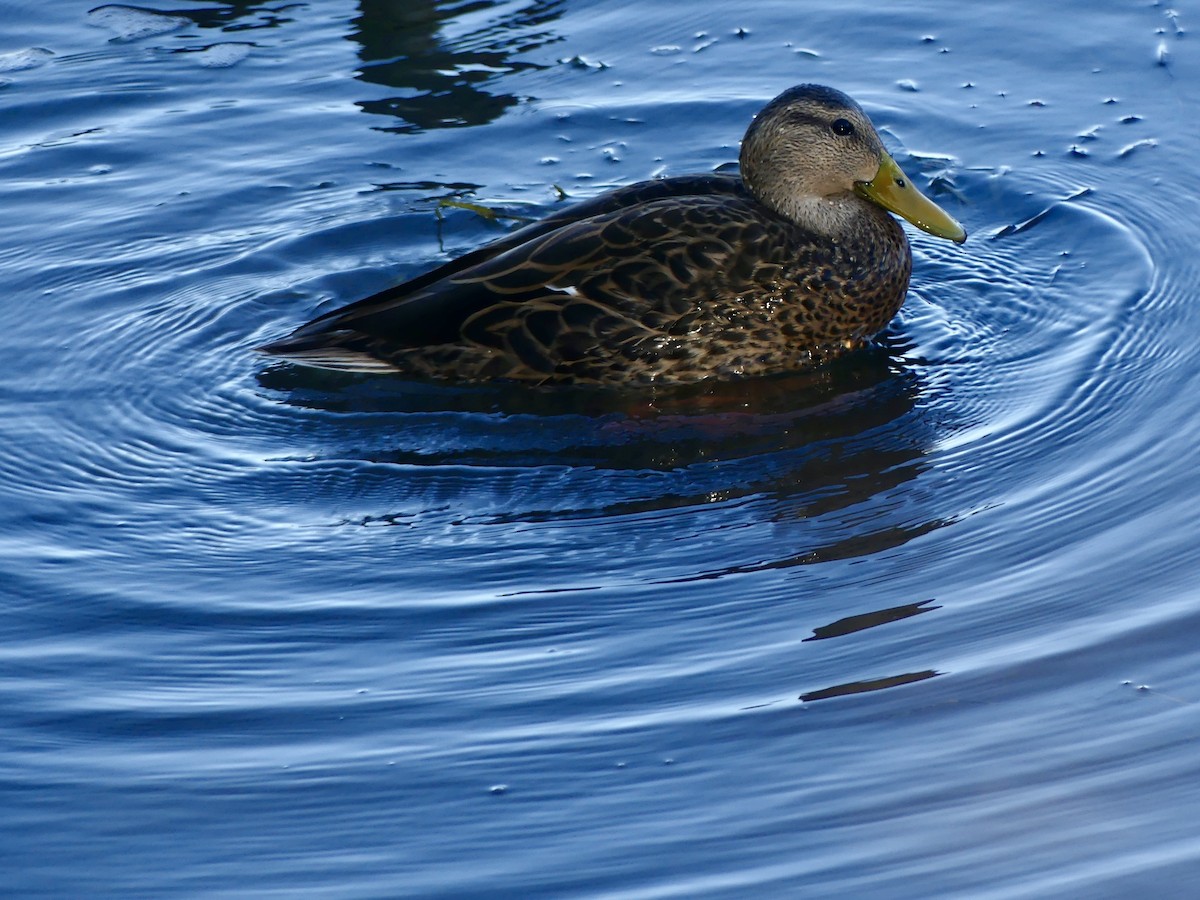 Hybride Canard colvert x C. du Mexique - ML643090869