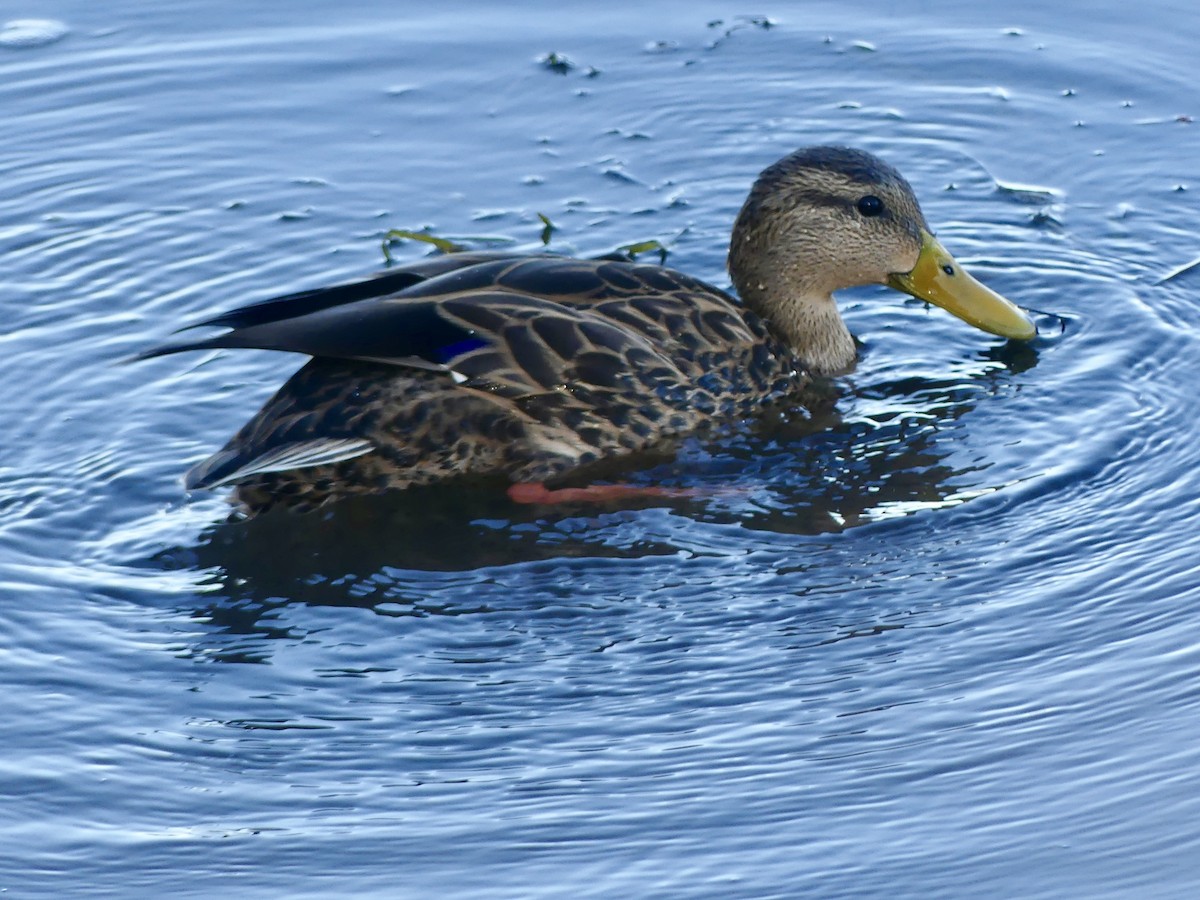 Hybride Canard colvert x C. du Mexique - ML643090870
