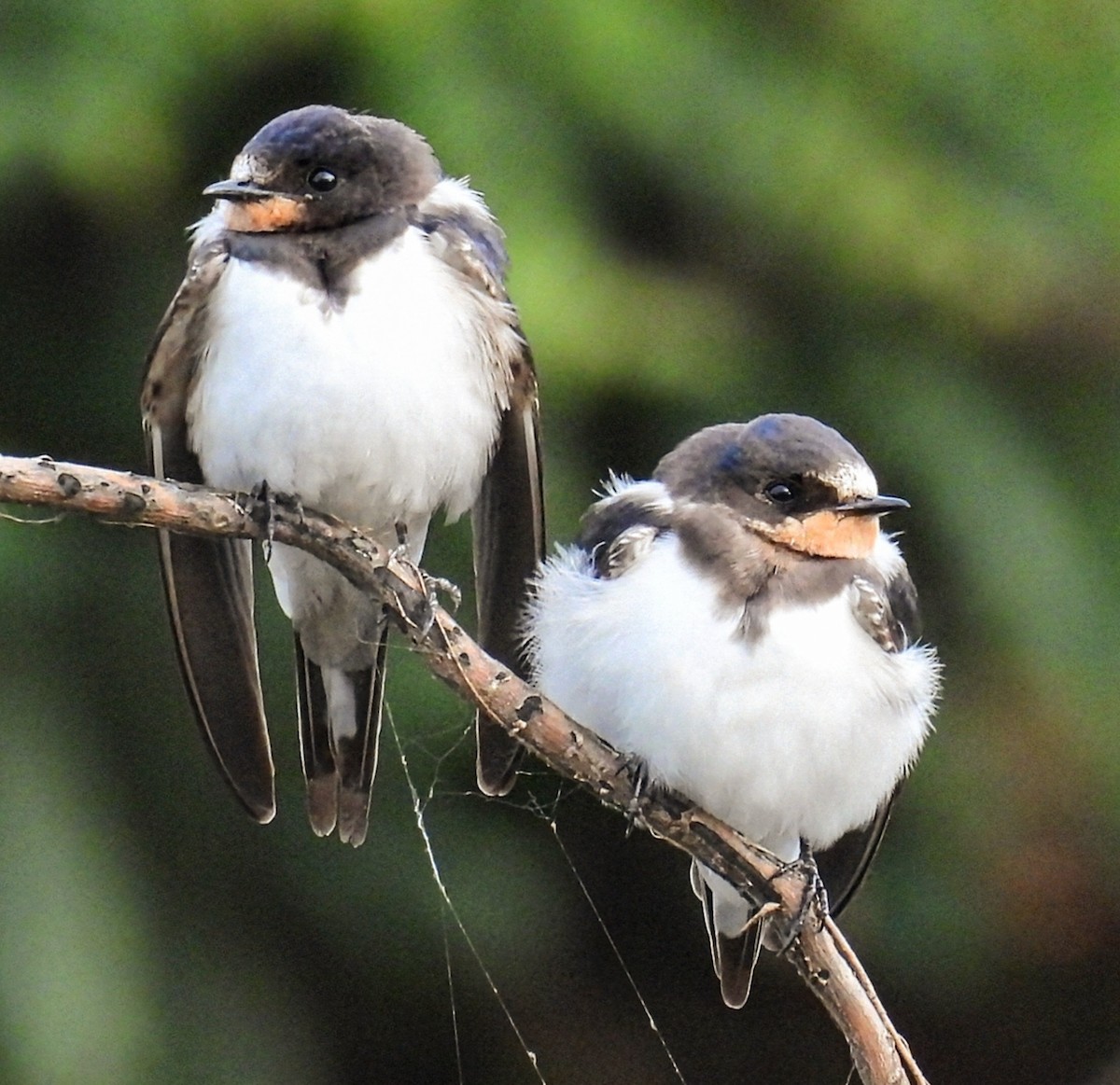 Barn Swallow - ML643090890