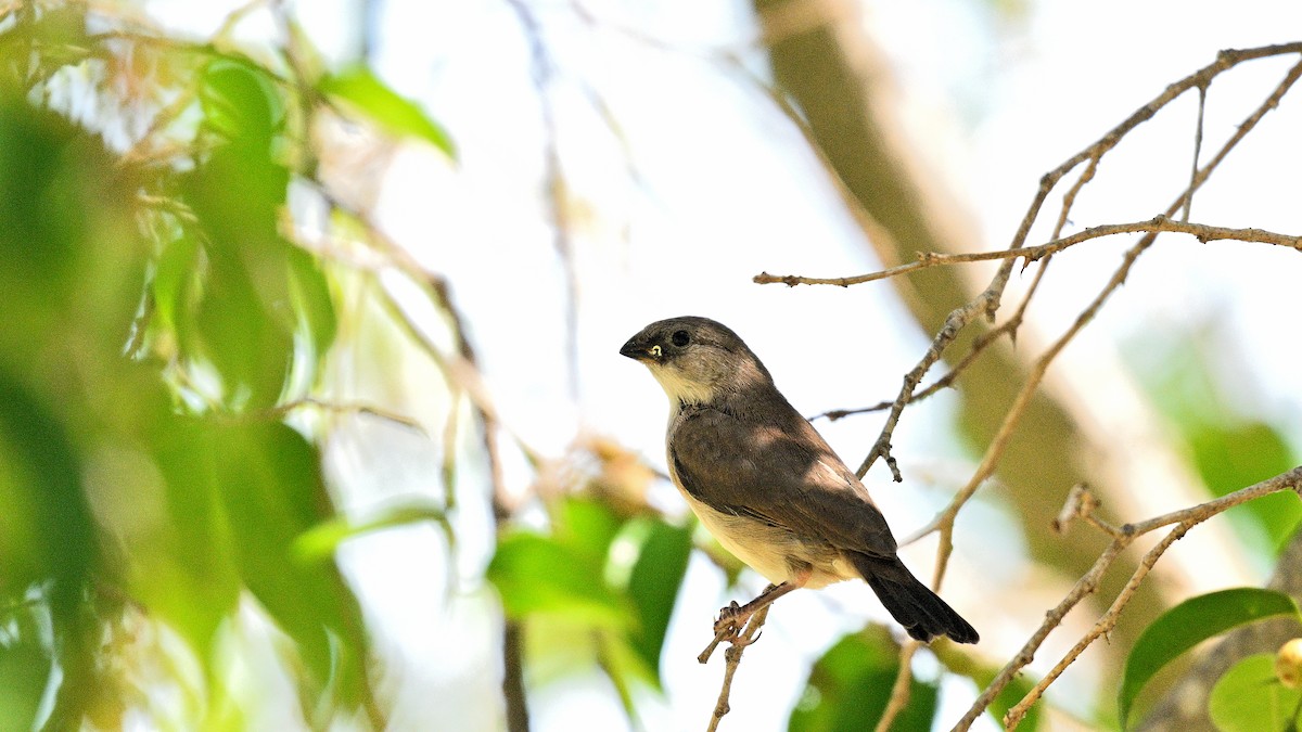 Pin-tailed Whydah - ML643090895