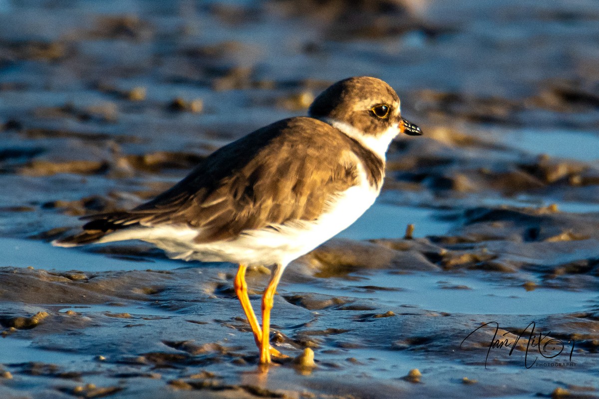 Semipalmated Plover - ML643090899