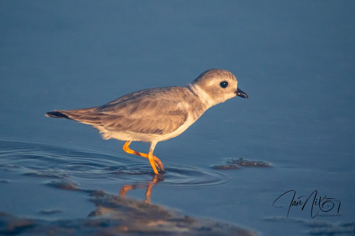 Piping Plover - ML643090902